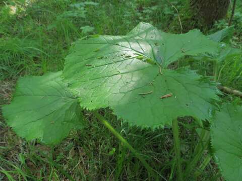 Image of Ligularia sachalinensis Nakai