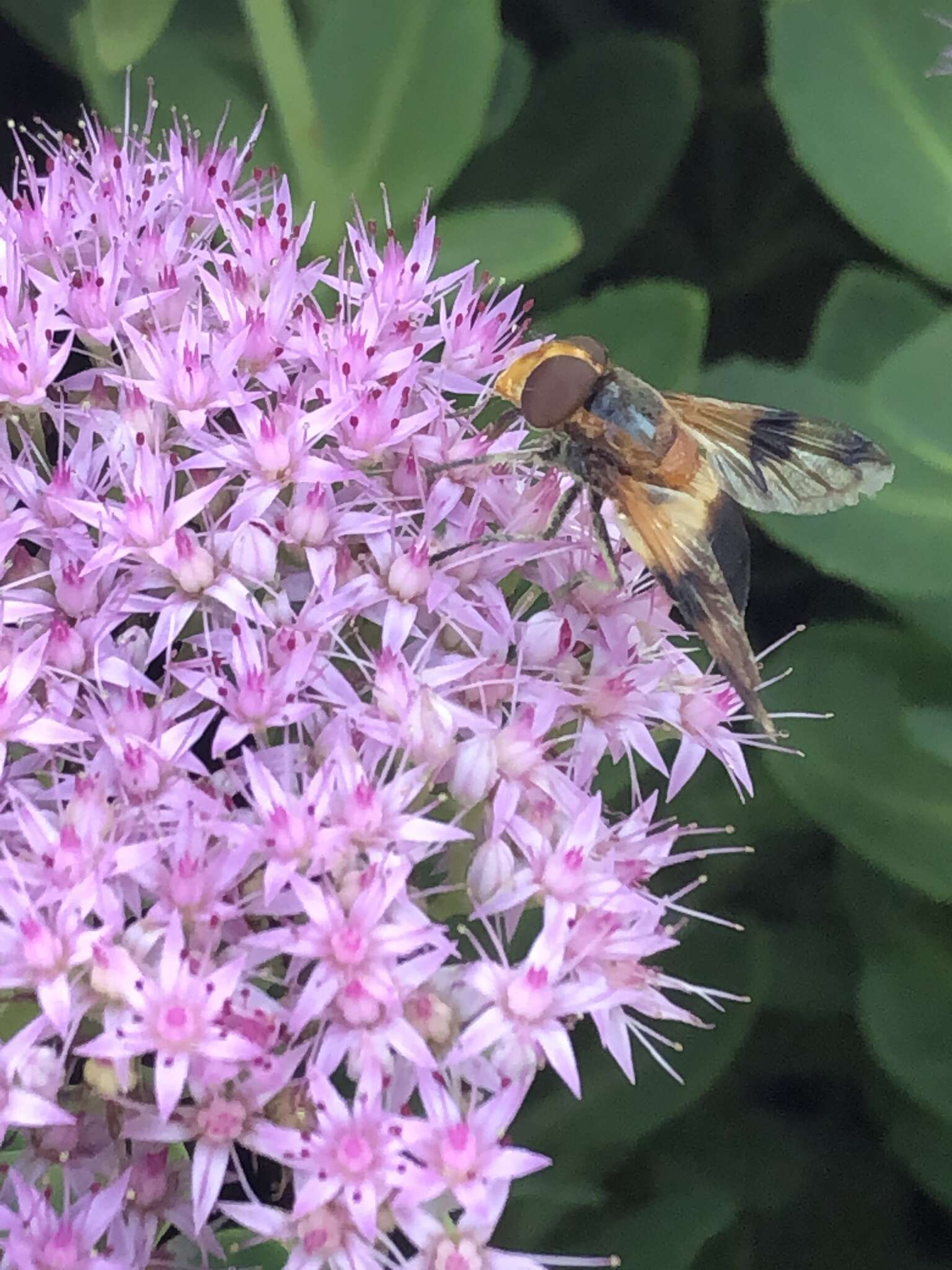 Image of Volucella tabanoides Motschulsky 1859