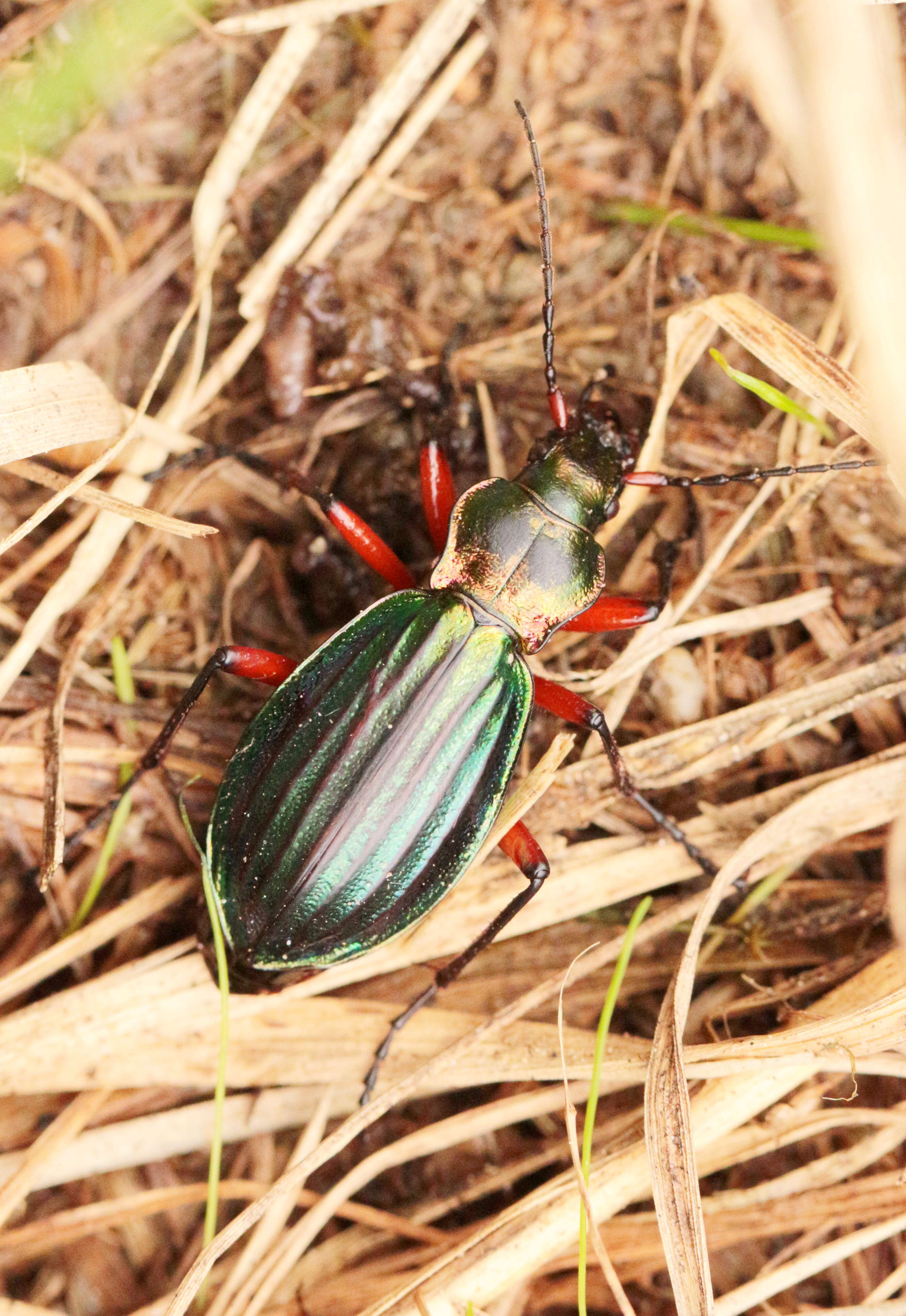 Carabus (Chrysocarabus) auronitens Fabricius 1792 resmi