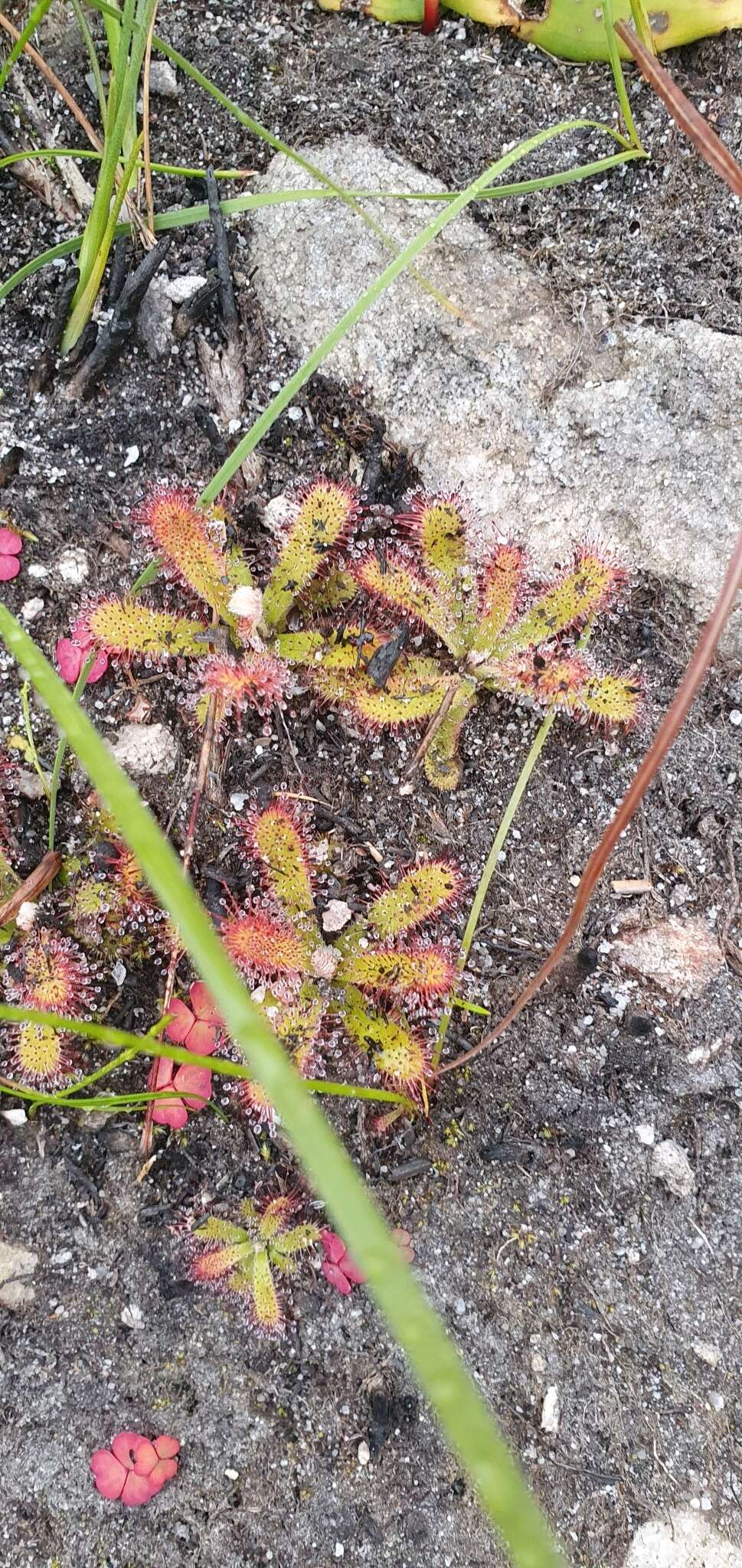 Image of <i>Drosera ericgreenii</i> A. Fleischm., R. P. Gibson & Rivadavia