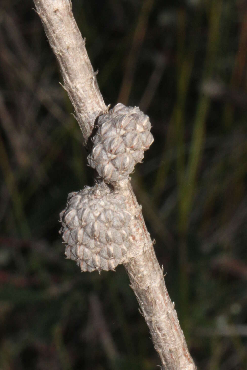 Image of Allocasuarina emuina L. A. S. Johnson