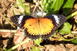 Image of Cethosia cyane Drury 1770