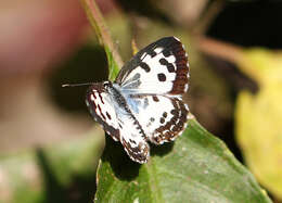 Image of Common Pierrot