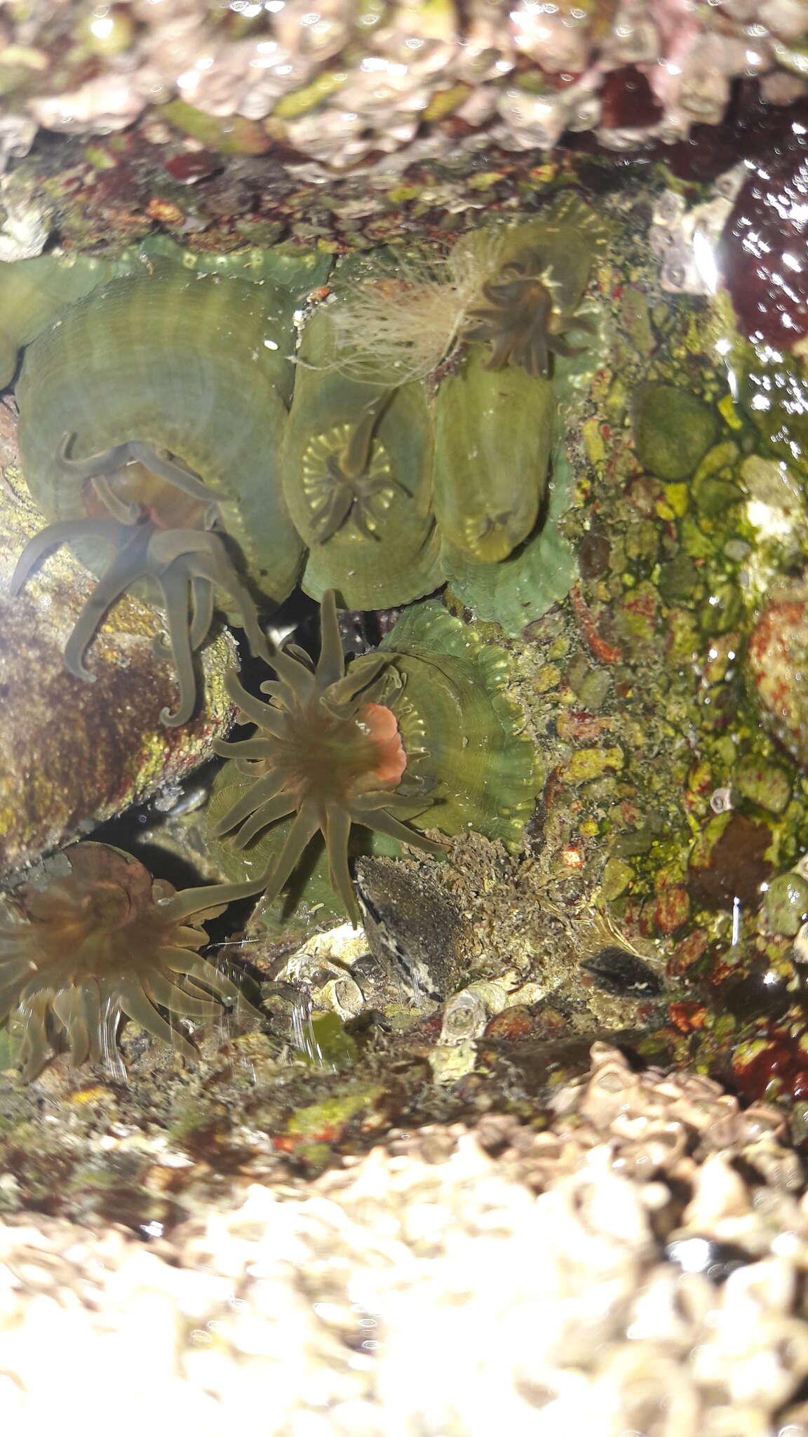 Image of Isactinia olivacea (Hutton 1879)