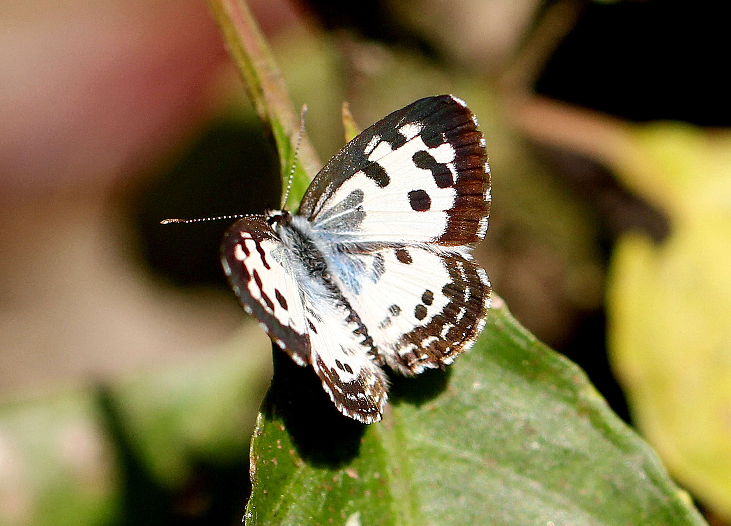 Image of Common Pierrot