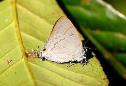 Image of Hypolycaena erylus (Godart 1823)