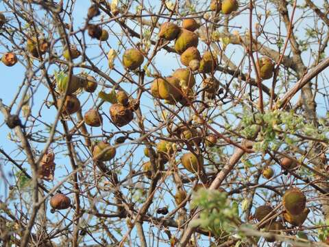 Image of Bitter grape