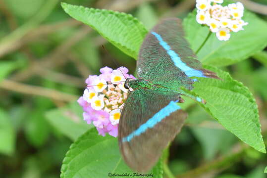 Image of Common Banded Peacock