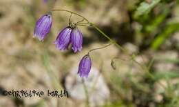 Image of Campanula cespitosa Scop.