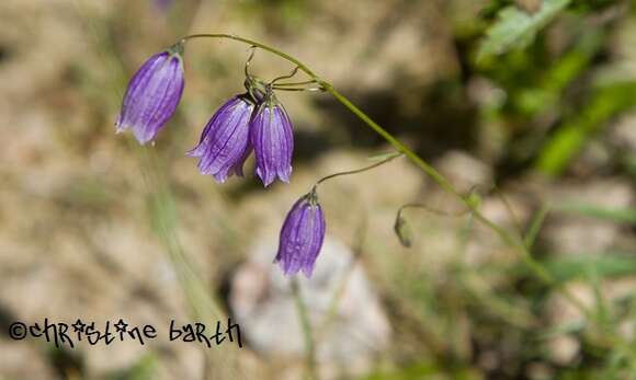 Image of Campanula cespitosa Scop.