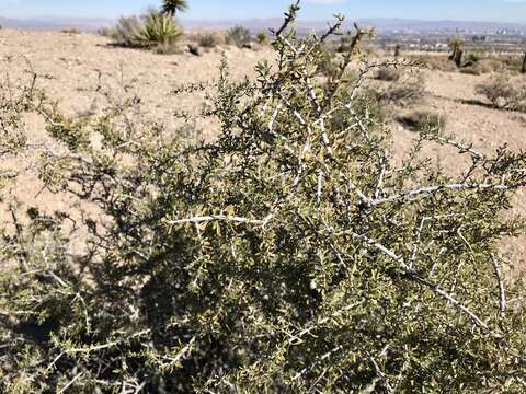 Image of desert almond