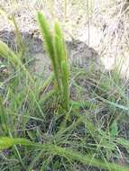 Image of Feather-Stem Club-Moss