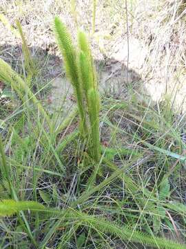 Image of Feather-Stem Club-Moss