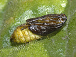 Image of six-spot burnet