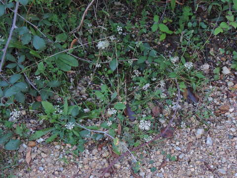 Image of Queen Anne's lace