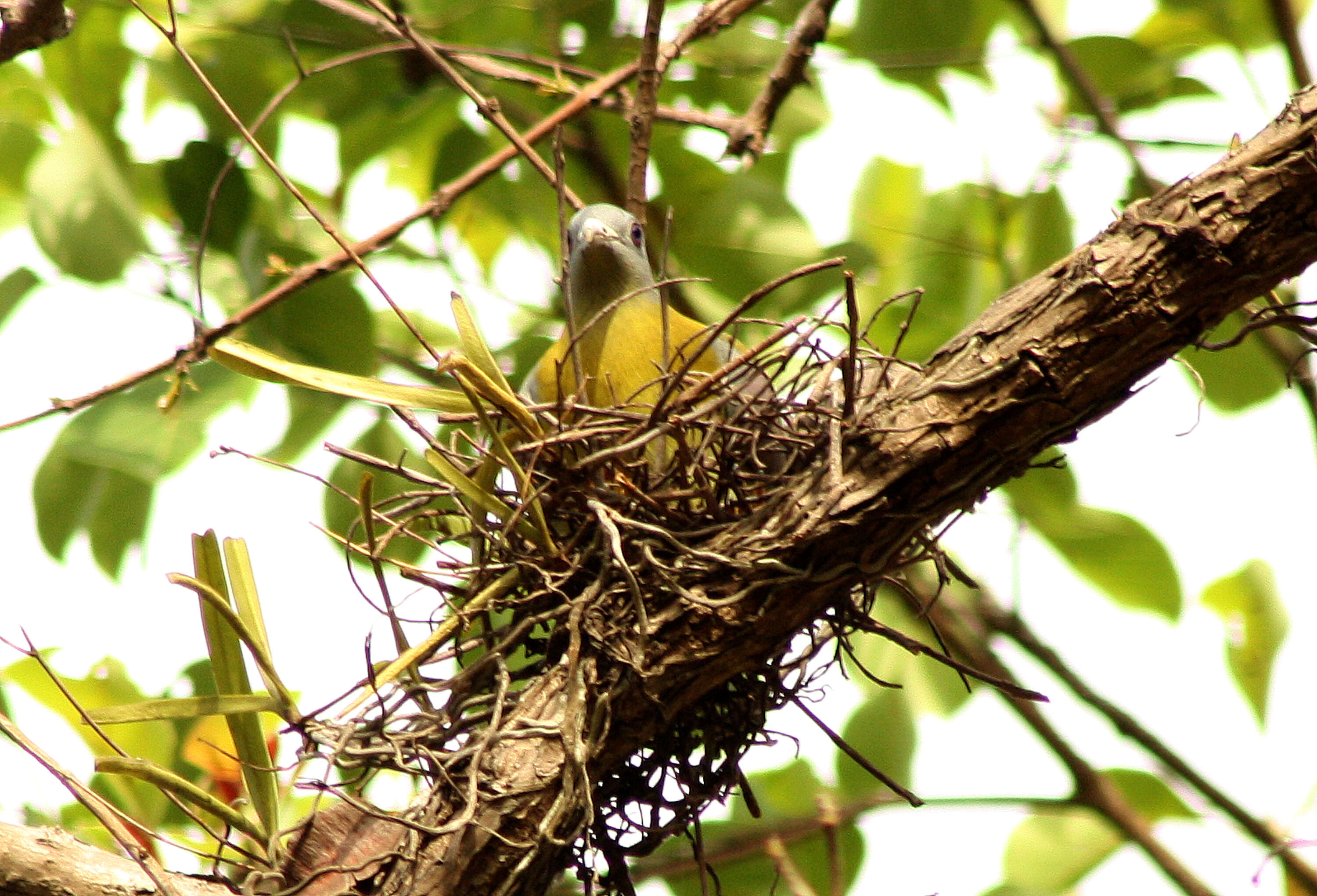 Слика од Treron phoenicopterus (Latham 1790)