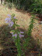 Image of Etonia rosemary