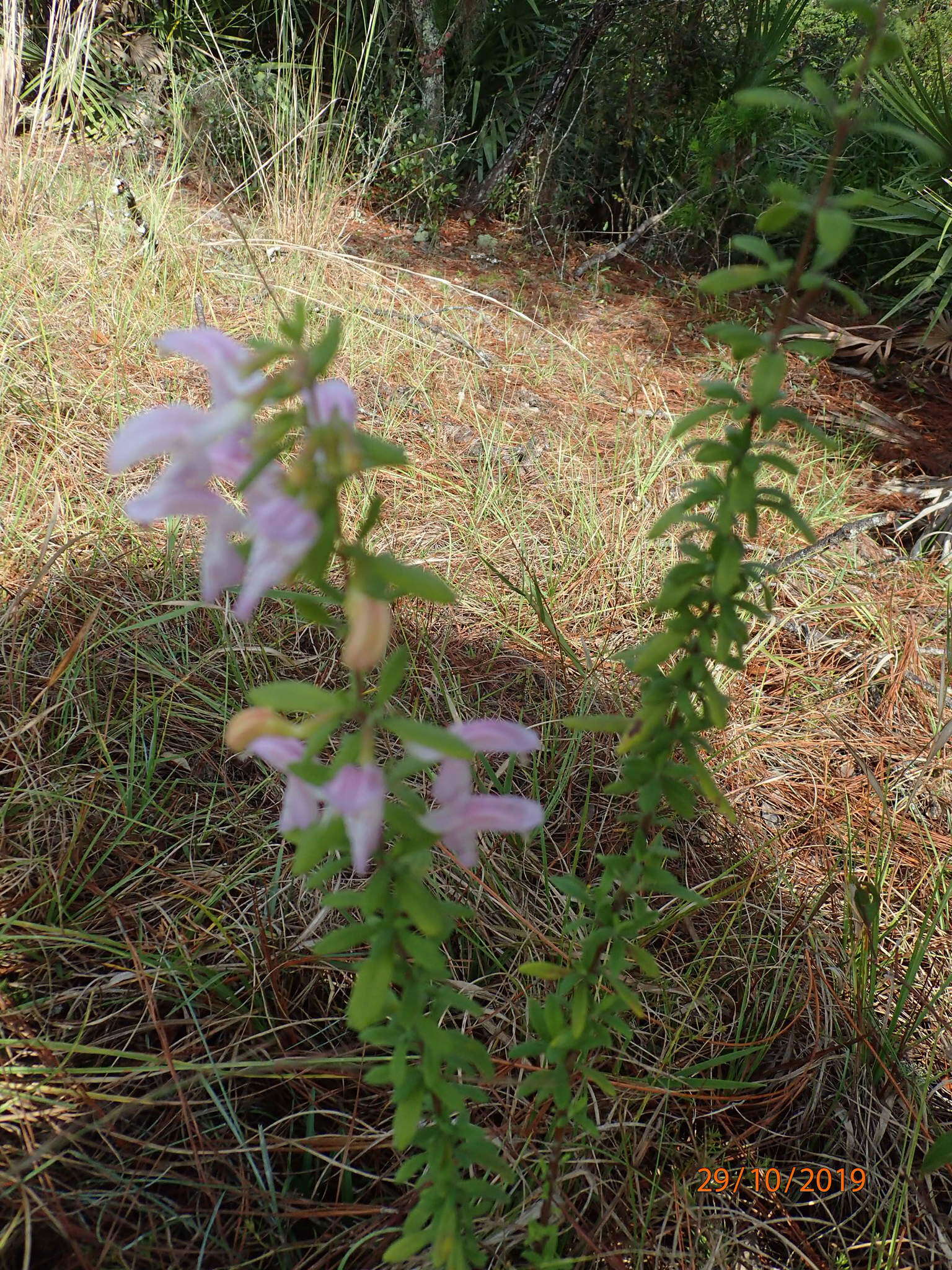 Image of Etonia rosemary