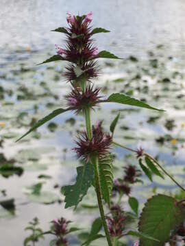 Image of Common hemp nettle