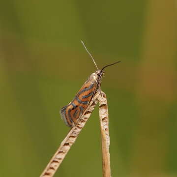 Image of Glyphipterix cyanochalca Meyrick 1882