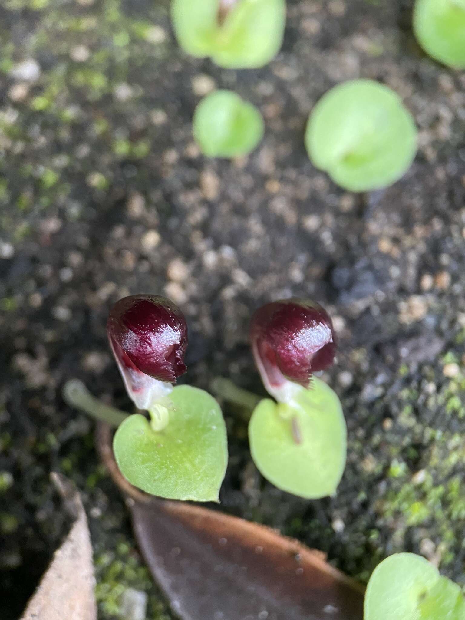 Plancia ëd Corybas recurvus D. L. Jones