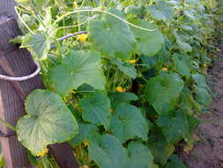 Image of garden cucumber