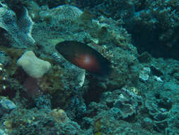 Image of Darkstriped dottyback