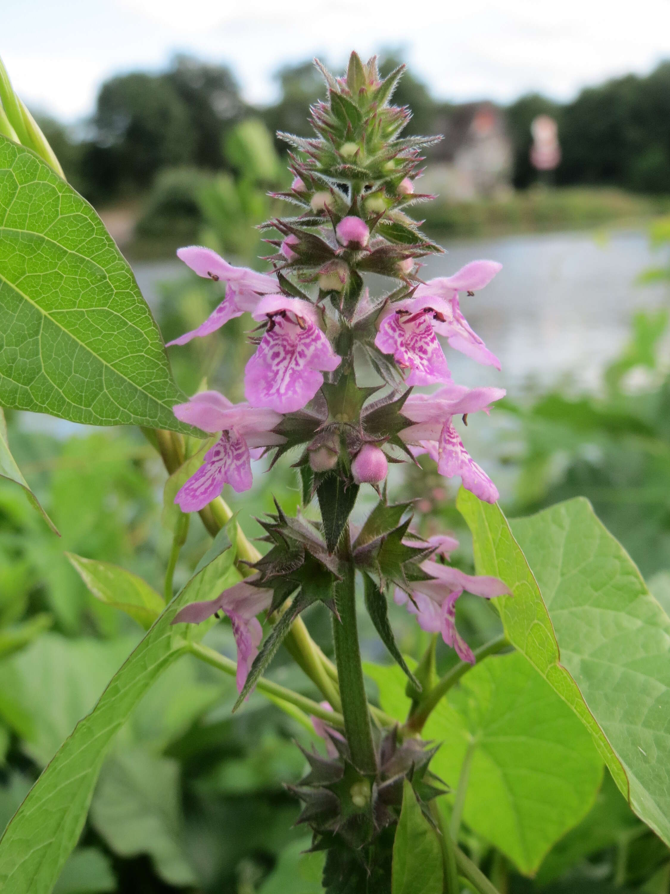 Слика од Stachys palustris L.