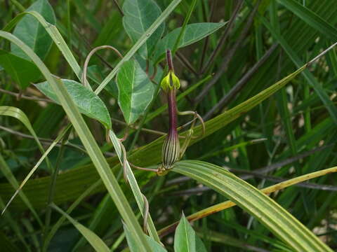 Image de Ceropegia candelabrum subsp. tuberosa (Roxb.) H. Huber