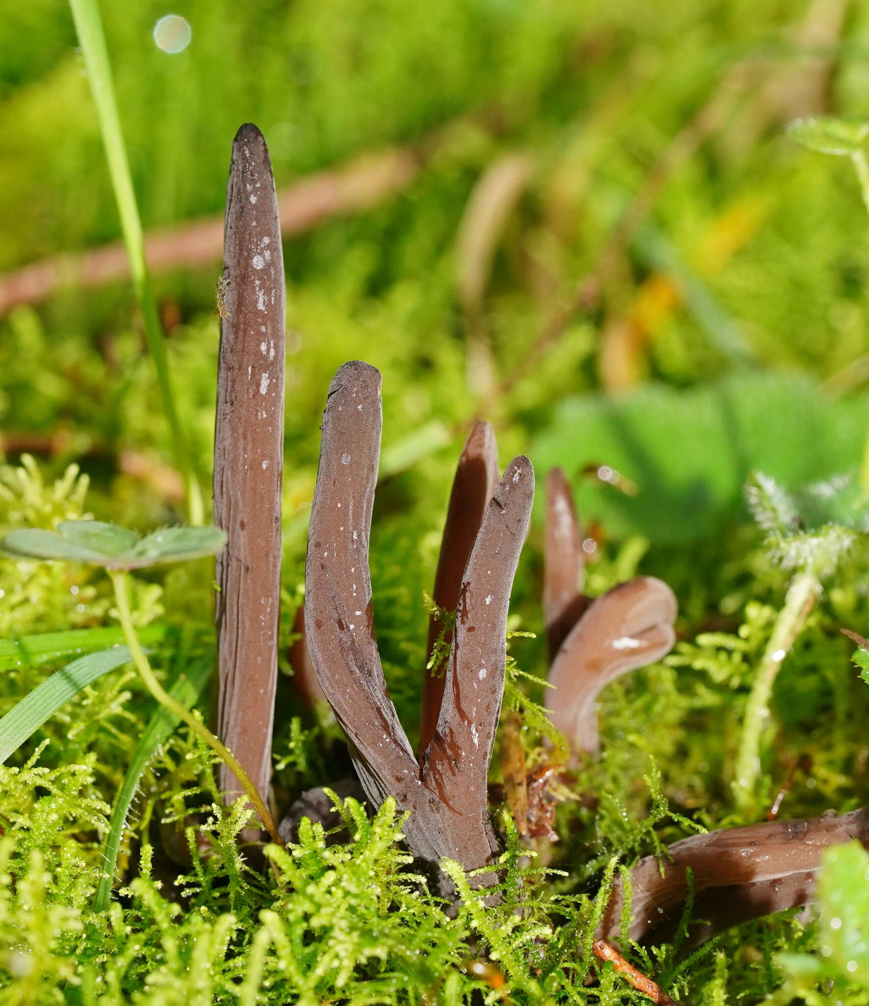 Image of Clavulina tasmanica (Berk. ex Cooke) Corner 1950