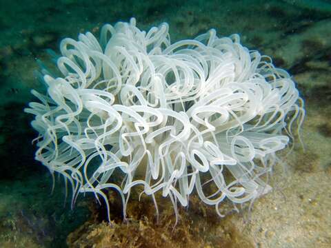 Image of ceriantharian anemones