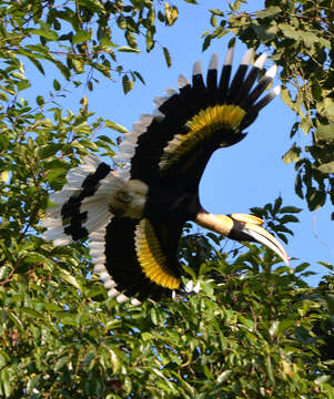 Image of Great Indian Hornbill