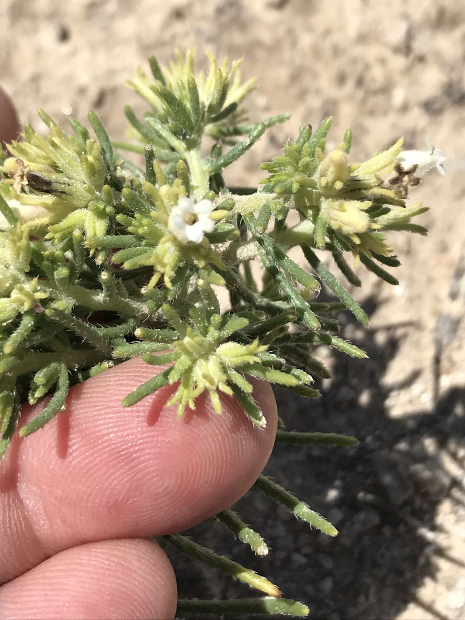 Image of sand fiddleleaf