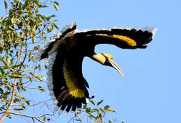 Image of Great Indian Hornbill