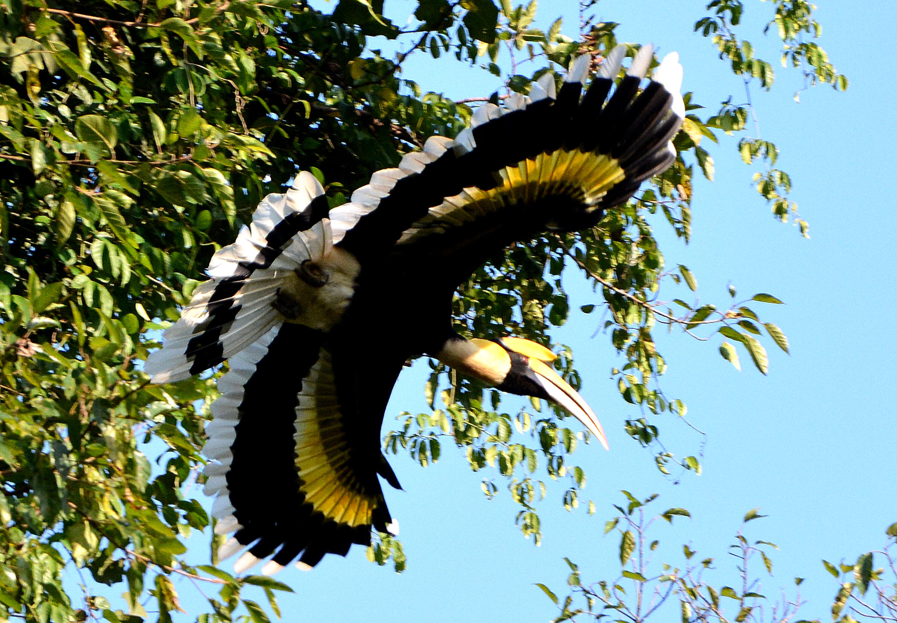 Image of Great Indian Hornbill