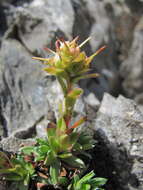 Sivun Saxifraga pseudolaevis Oettingen kuva