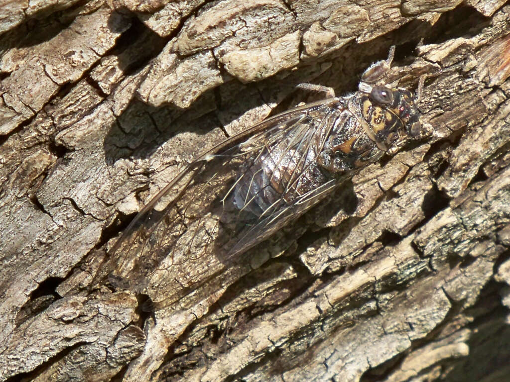 Image of Cicada orni Linnaeus 1758