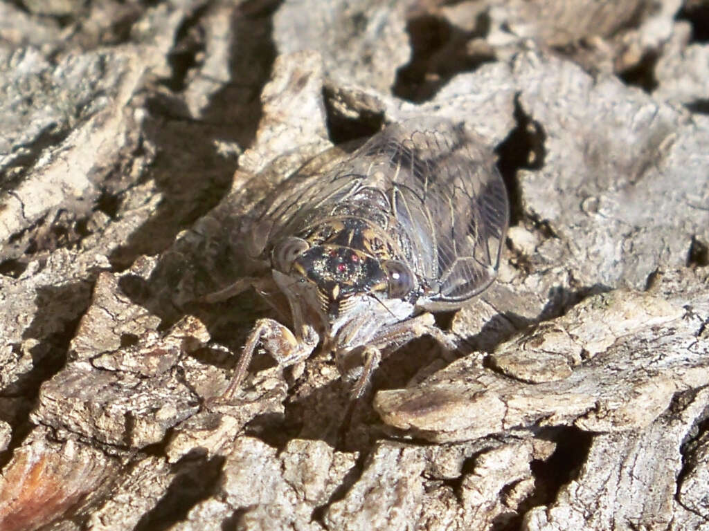 Image of Cicada orni Linnaeus 1758