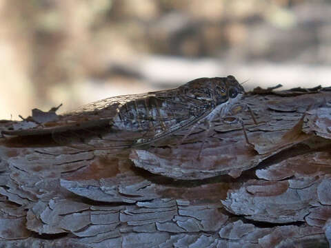 Image of Cicada orni Linnaeus 1758