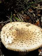 صورة Amanita australis G. Stev. 1962