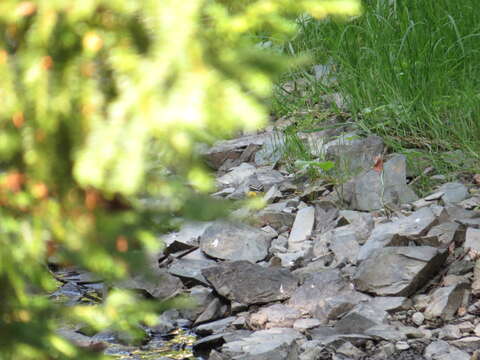 Image of Grey Wagtail