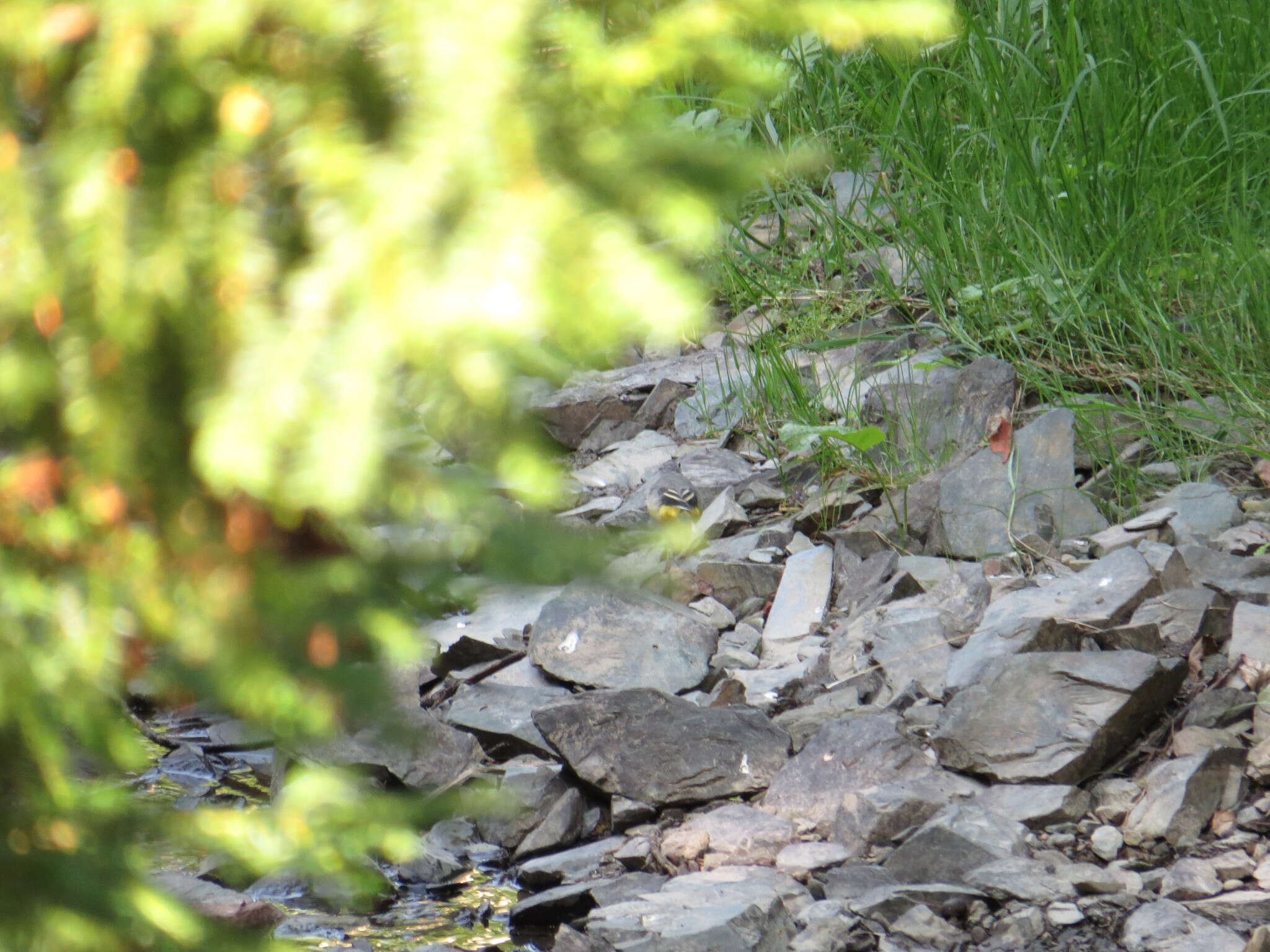 Image of Grey Wagtail