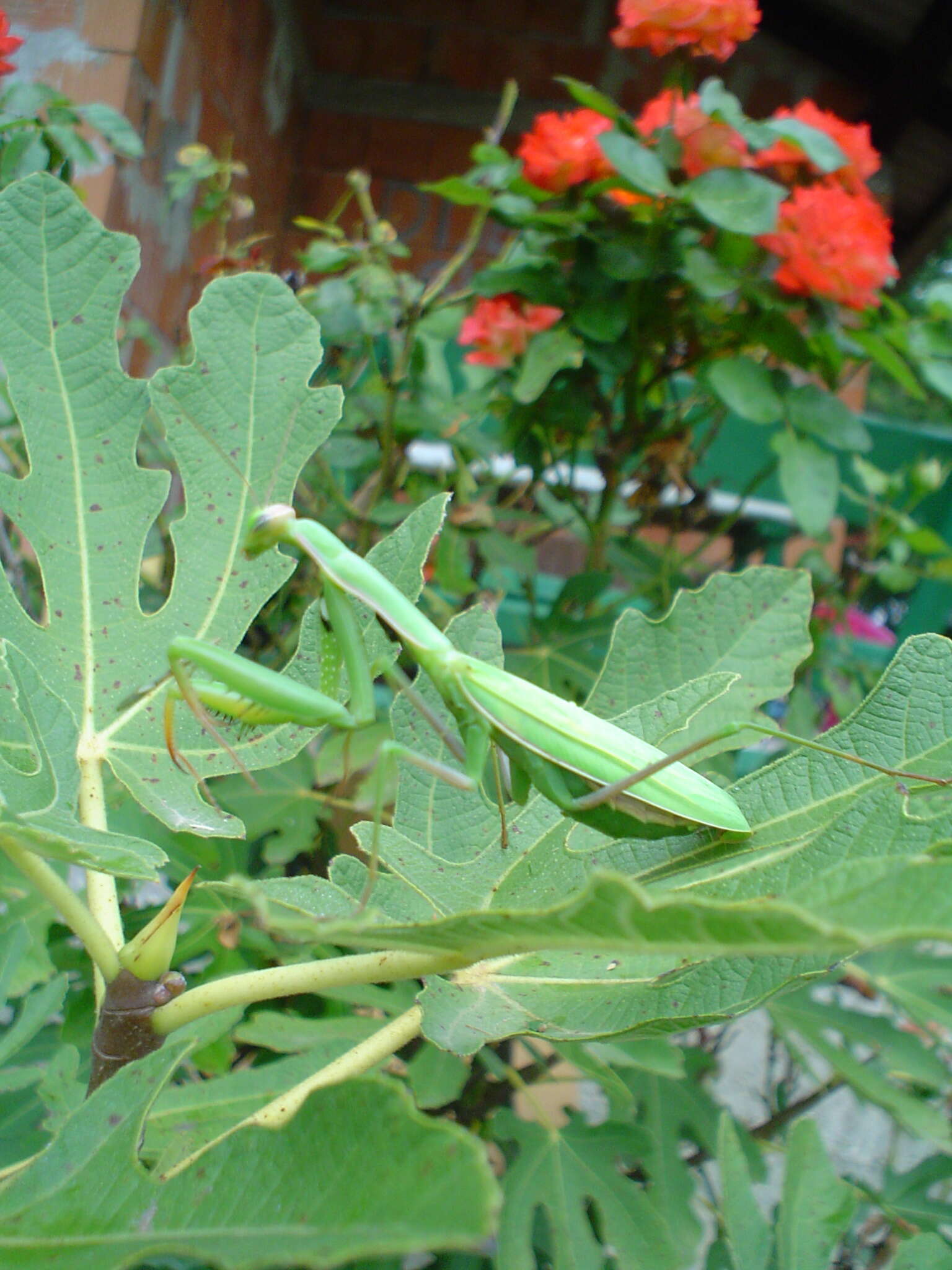 Image of Mantis