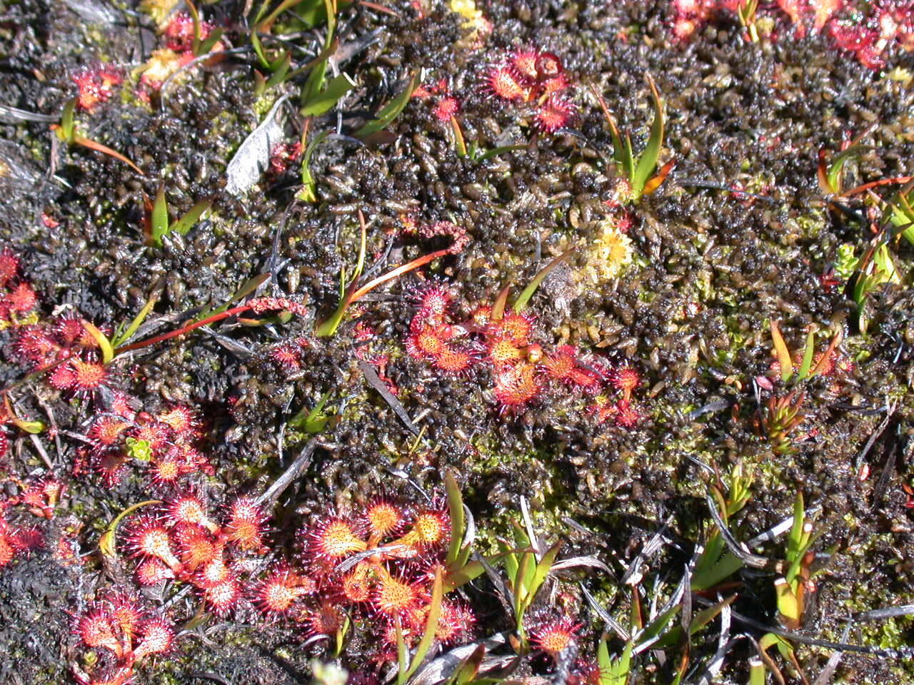 Image of Drosera uniflora Willd.