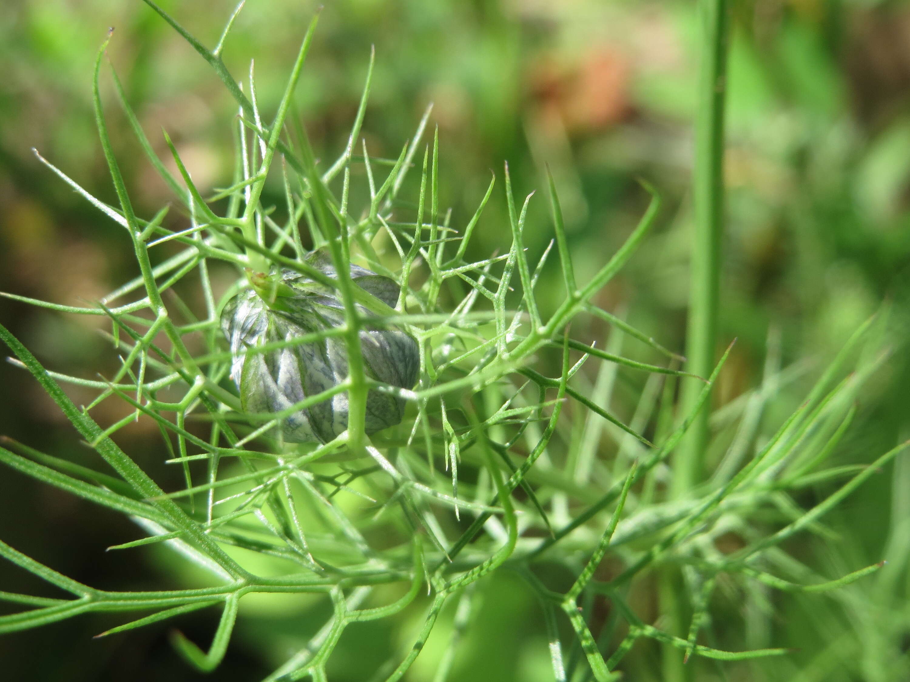 Image of devil in the bush