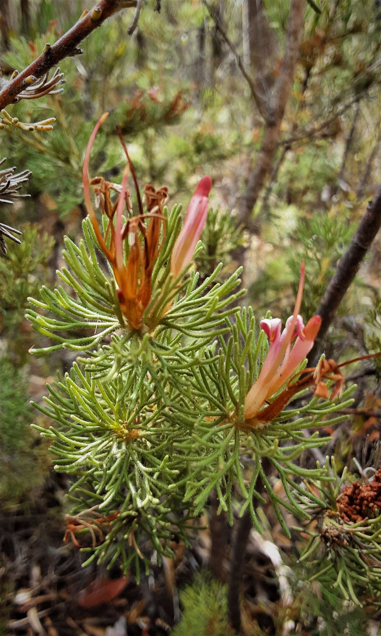 Image of Adenanthos meisneri Lehm.