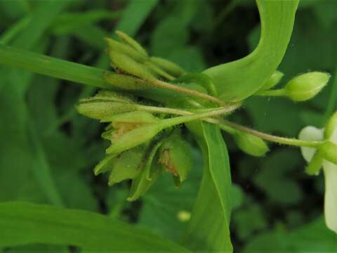 Tradescantia ozarkana E. S. Anderson & Woodson的圖片