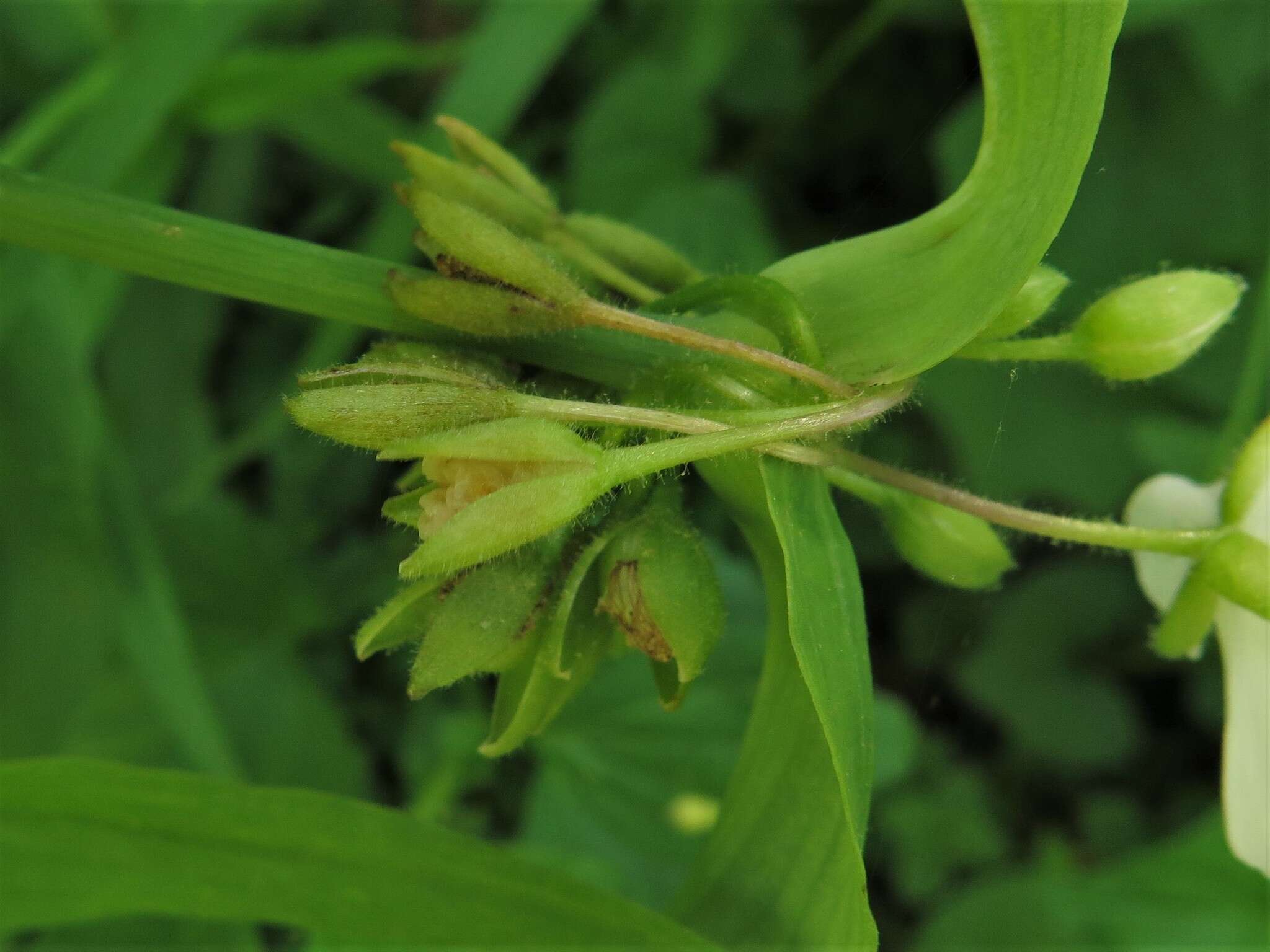 Image of Ozark spiderwort