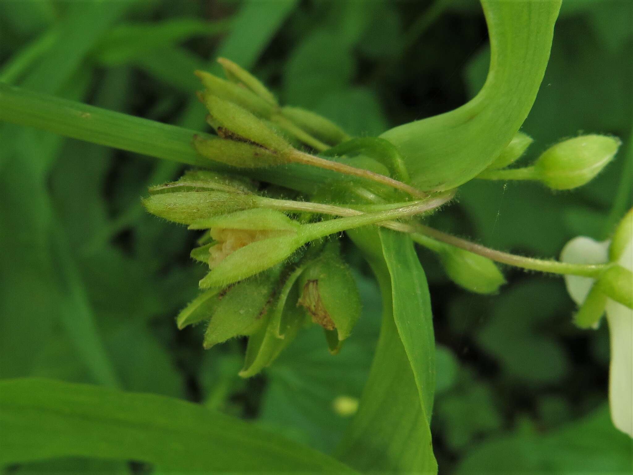 Tradescantia ozarkana E. S. Anderson & Woodson的圖片