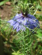 Image of devil in the bush